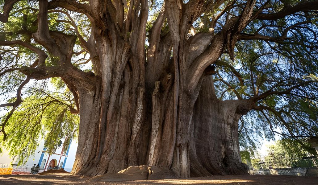 10+ Of The Largest Trees On Earth That You Won’t Believe Exist
