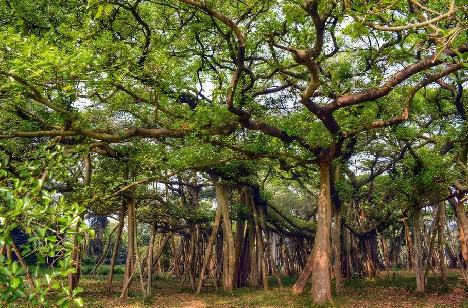 Explore The Great Banyan, A Mesmerizing Natural Labyrinth Of Wonder