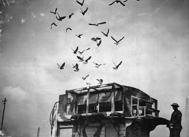 The Quirky Type B Bus ‘Pigeon Loft’: A Battlefield Oddity On The Western Front