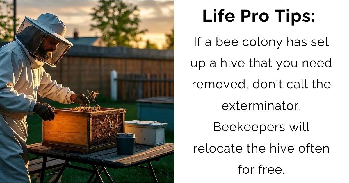 From Hive to High-Five: A Sweet Tale of Urban Conservation