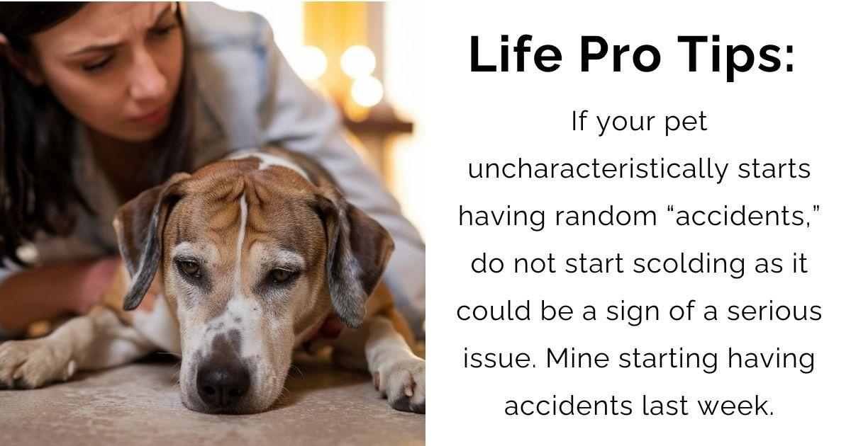 From Accidents to Alarms: How Your Pet’s Behavior Could Signal a Major Health Issue