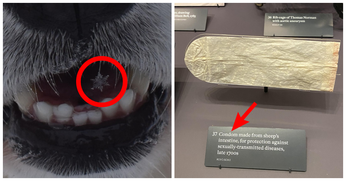 Mildly Interesting Pictures That Will Make You Question Everything